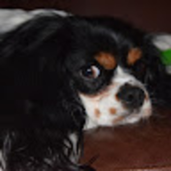 cindy_kellett